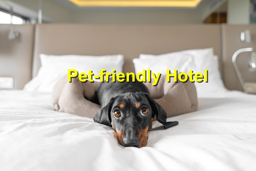 The Top Pet-Friendly Hotels in Braselton
