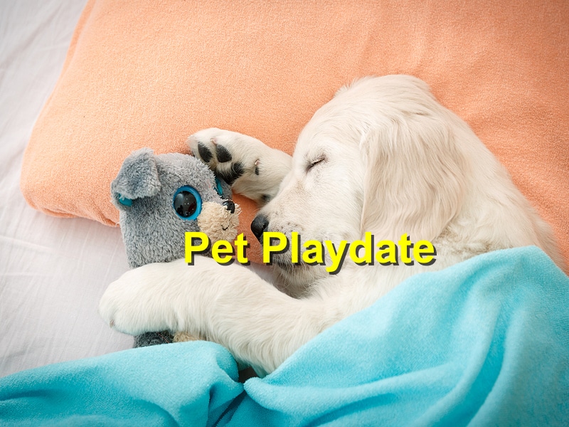 You are currently viewing The Benefits of Pet Playdates for Your Animal’s Socialization