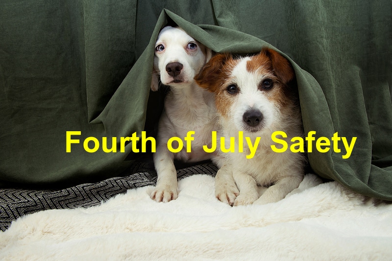 You are currently viewing Four Dangers for Pets on the 4th of July