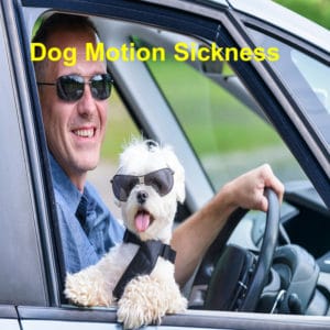 Read more about the article Motion Sickness and Your Dog