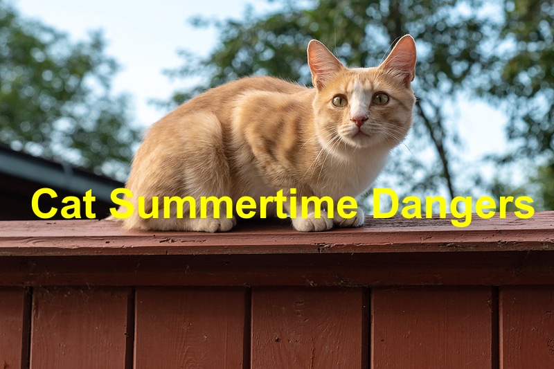 You are currently viewing Four Dangers for Cats This Summer