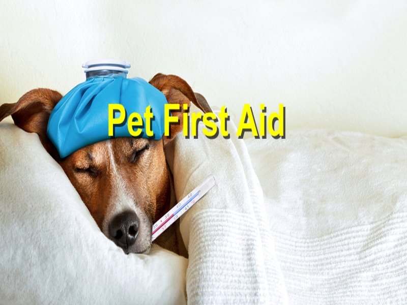 Emergency Pet First Aid Tips You Should Know