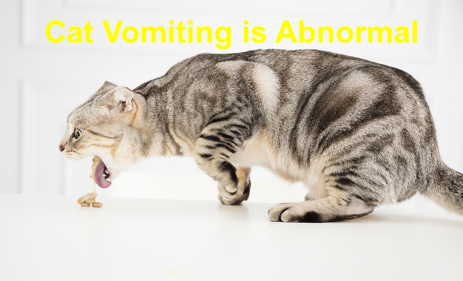 Read more about the article Learn the Major Causes of Vomiting in Cats