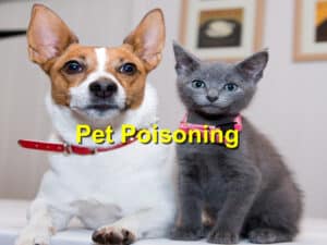 Poisoning in Pets