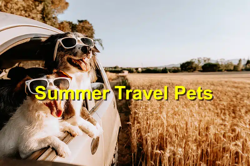 Read more about the article Summer Travel with Pets: Emergency Preparation Tips