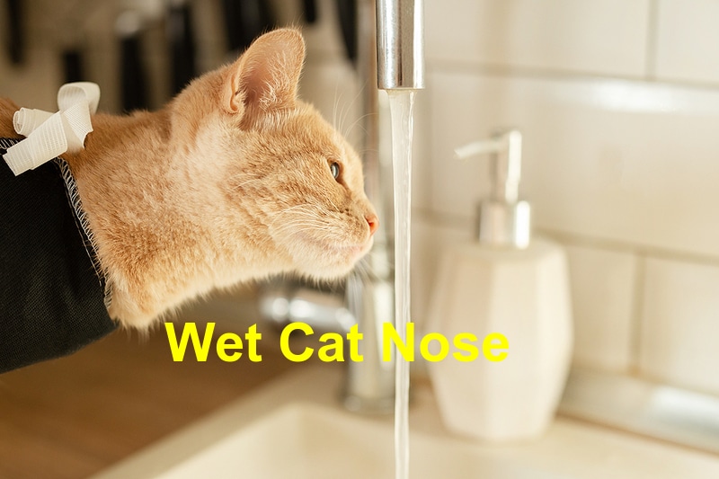 You are currently viewing Wet Cat Nose – Should I be Worried?