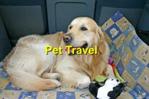 Read more about the article Traveling with Pets: Tips for a Safe and Enjoyable Journey