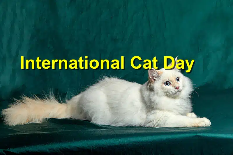 You are currently viewing International Cat Day: Celebrating Our Feline Friends