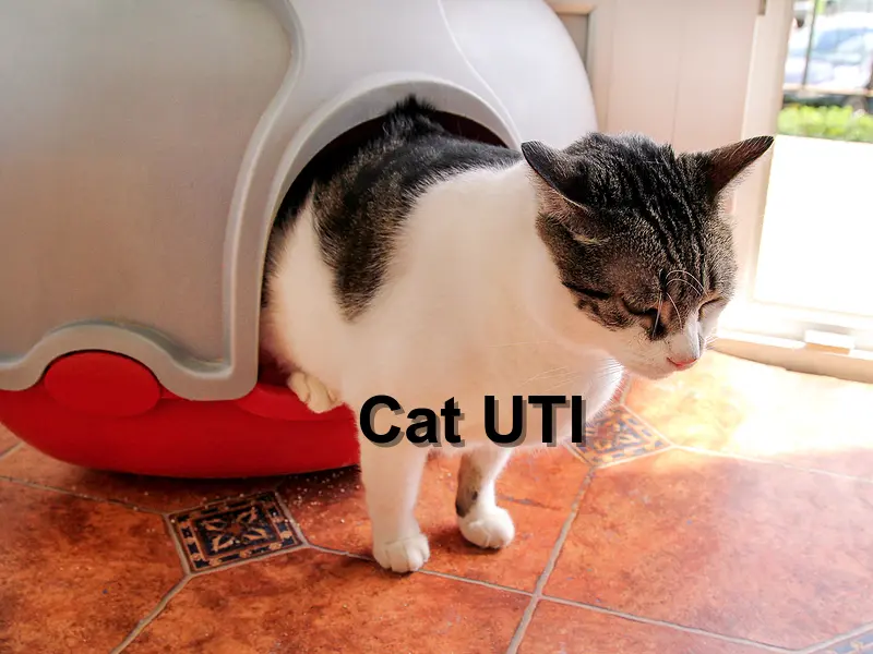 Read more about the article Cat UTI