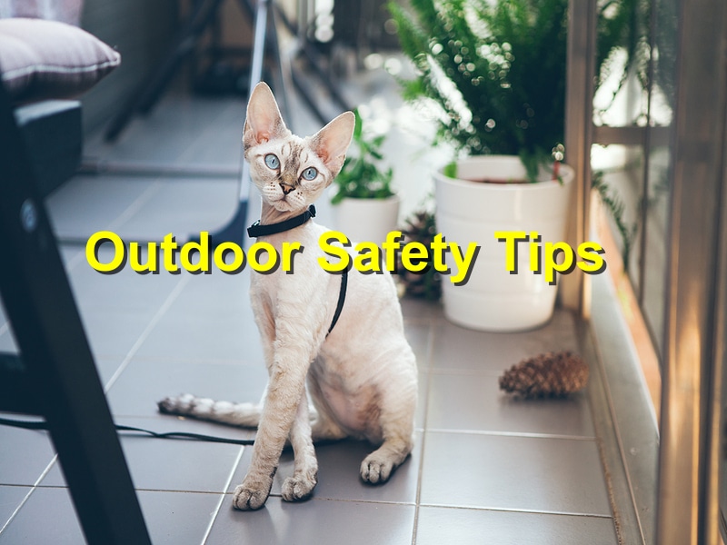 First Day of Spring: Outdoor Safety Tips for Your Pets