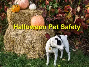 Halloween Pet Safety