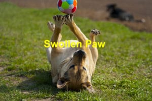 Read more about the article Swollen Paws in Dogs: What to Do