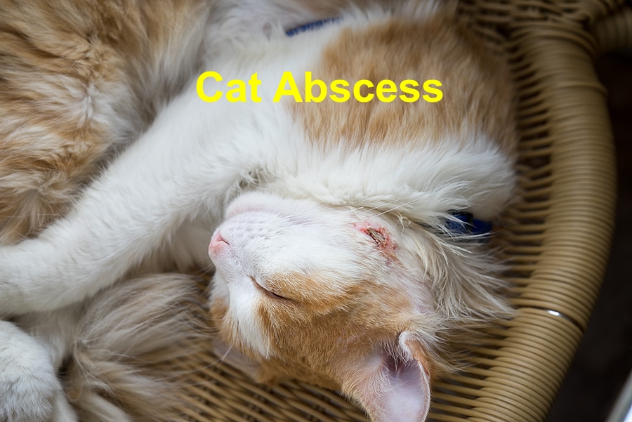 You are currently viewing Abscesses in Cats – What You Need to Know