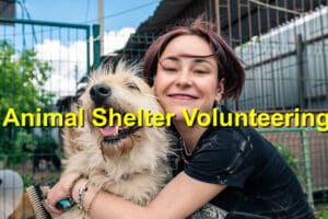 Read more about the article A Paw-sitive Impact: The Benefits of Volunteering at Your Local Animal Shelter