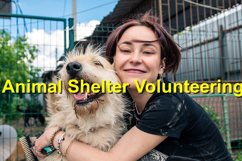 A Paw-sitive Impact: The Benefits of Volunteering at Your Local Animal Shelter