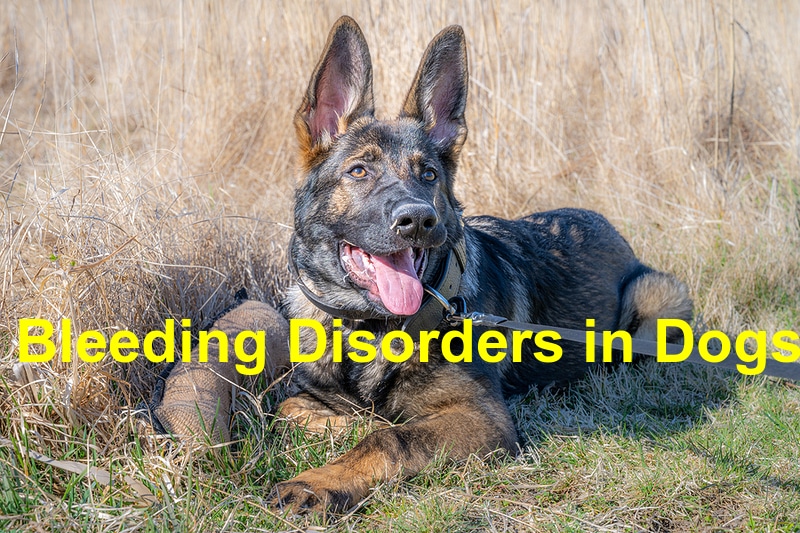 You are currently viewing Bleeding Disorders in Dogs: 4 Facts