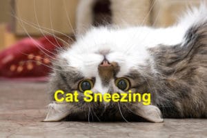 Read more about the article Learn Why Your Cat is Sneezing