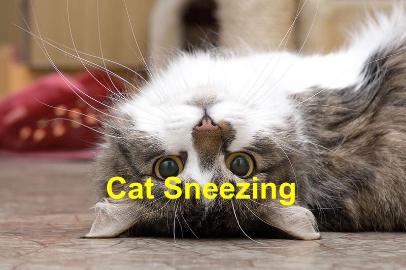 You are currently viewing Learn Why Your Cat is Sneezing
