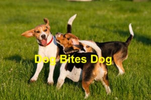 Read more about the article What to Do When Your Dog is Bitten