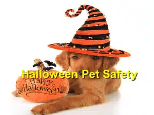 Halloween Pet Safety