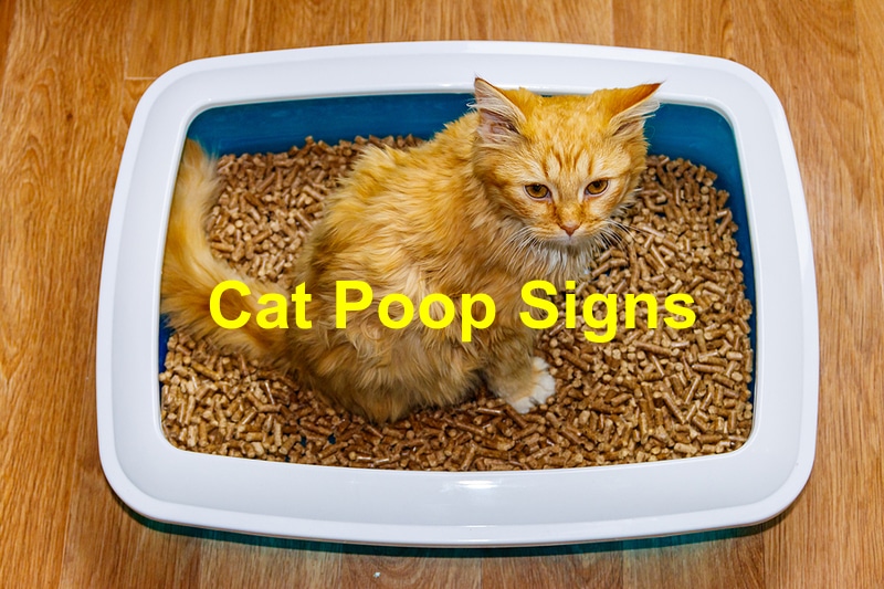 You are currently viewing What You Should Know About Cat Poop