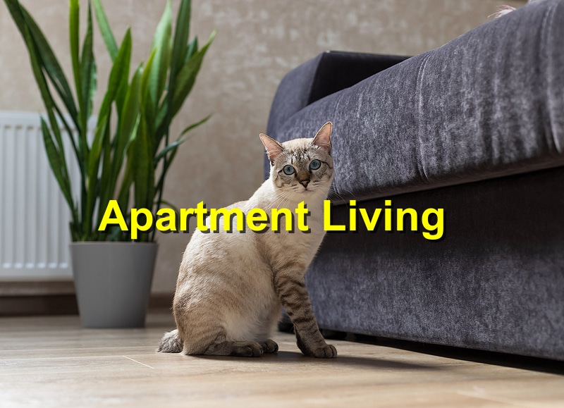 Read more about the article What Cat Breeds Are Best for Apartment Living?