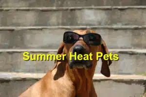 Read more about the article The Dangers of Summer Heat for Pets