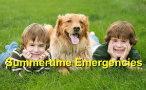 Read more about the article Summertime Pet Emergencies to be Aware Of￼