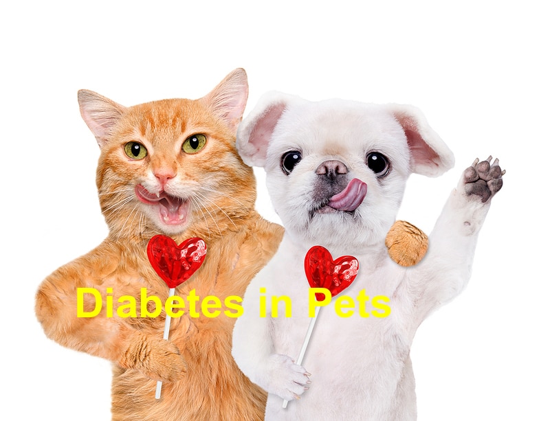 Read more about the article Things You Should Know About Diabetes in Pets