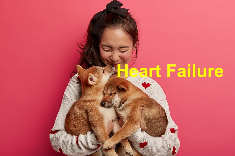 You are currently viewing Heart Failure in Dogs Explained