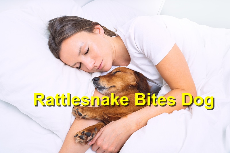 What to do When a Rattle Snake Bites Your Dog