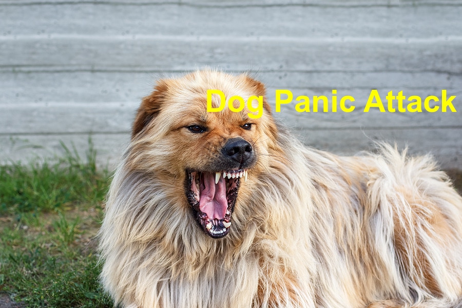 You are currently viewing What You Ought to Know About Dog Panic Attacks