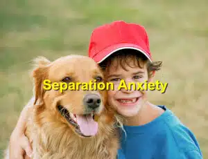 Read more about the article Back to School: How to Ease Separation Anxiety in Dogs