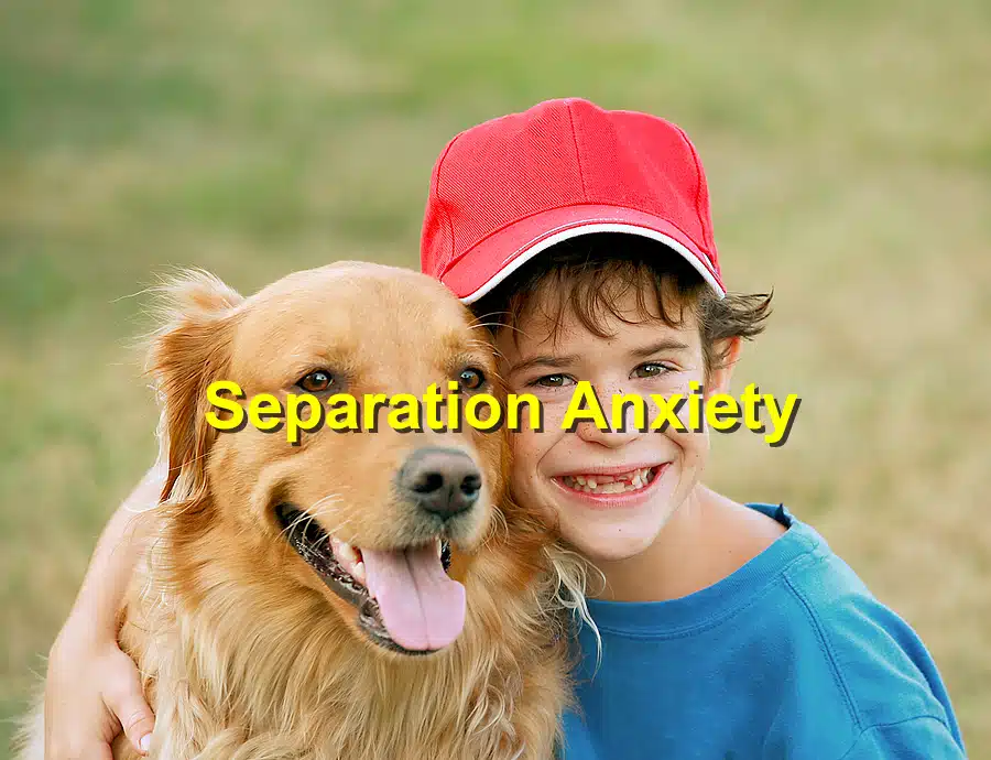 Read more about the article Back to School: How to Ease Separation Anxiety in Dogs