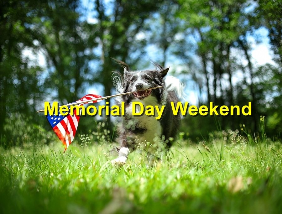 Memorial Day Weekend: Pet Safety During BBQs and Outdoor Activities