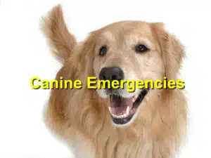 canine emergencies