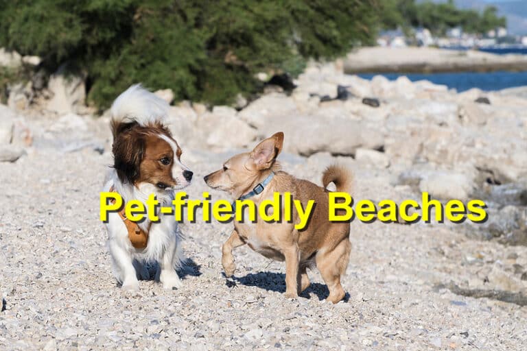 The Top PetFriendly Beaches in Braselton Emergency Animal Care Braselton