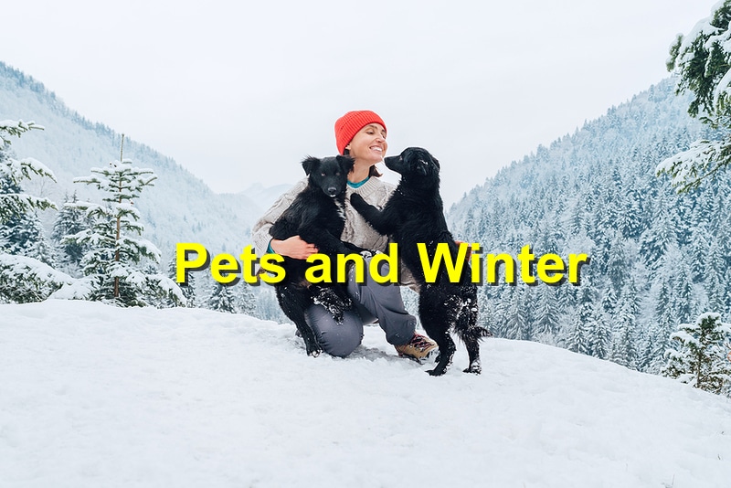 You are currently viewing How to Protect Your Pet from Winter Weather