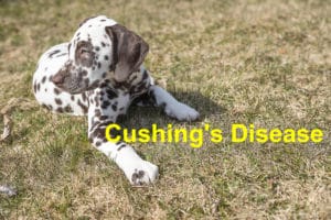 Read more about the article Symptoms of Cushing’s Disease in Dogs to Look Out For