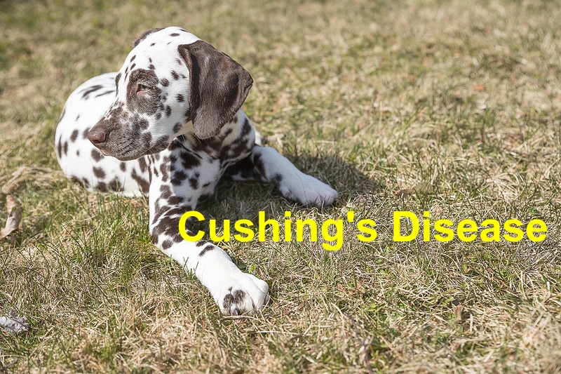 You are currently viewing Symptoms of Cushing’s Disease in Dogs to Look Out For