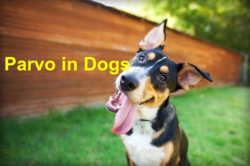 You are currently viewing Four Things to Know About Parvo in Dogs