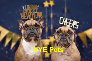Read more about the article 4 Ways to Spend the New Year’s Eve with Your Pet