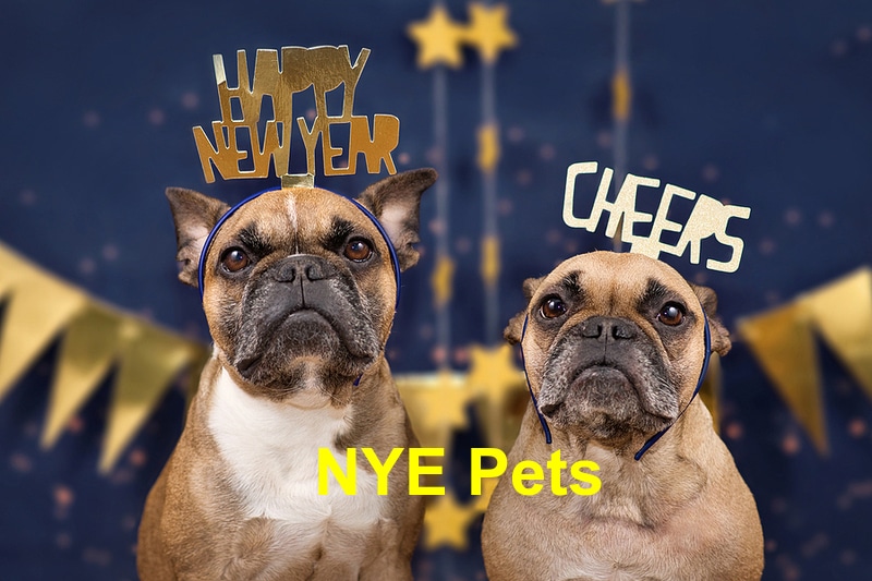 Read more about the article 4 Ways to Spend the New Year’s Eve with Your Pet