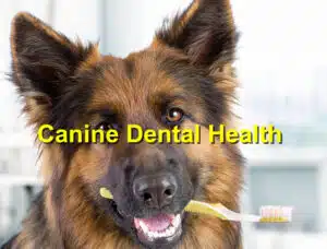 canine dental health