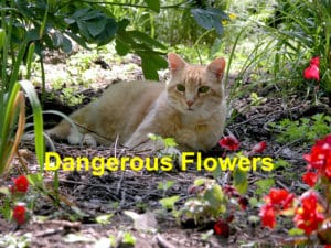 Read more about the article Flowers That are Potentially Dangerous to Your Cat