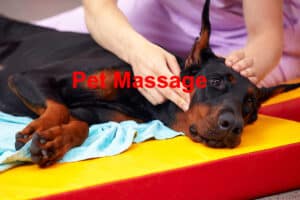 Read more about the article The Benefits of Pet Massage for Your Animal’s Health and Happiness
