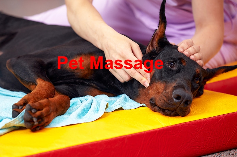 The Benefits of Pet Massage for Your Animal's Health and Happiness