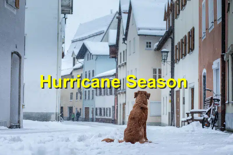 Read more about the article Preparing Your Pet for Hurricane Season