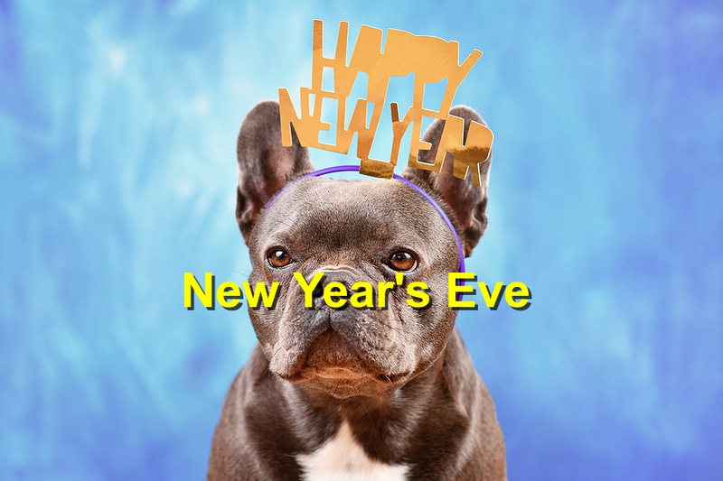 5 Tips for Keeping Your Pet Safe on New Year's Eve