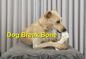 Read more about the article When Your Dog Breaks a Bone￼